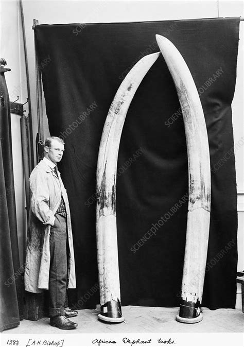 African elephant tusks - Stock Image - C011/0140 - Science Photo Library