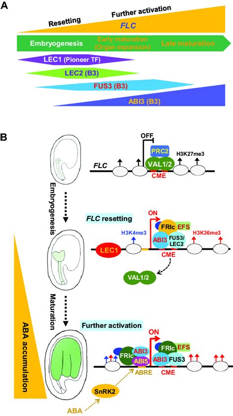 Illustration Of Embryonic Flc Resetting And Flc Activation In Embryo