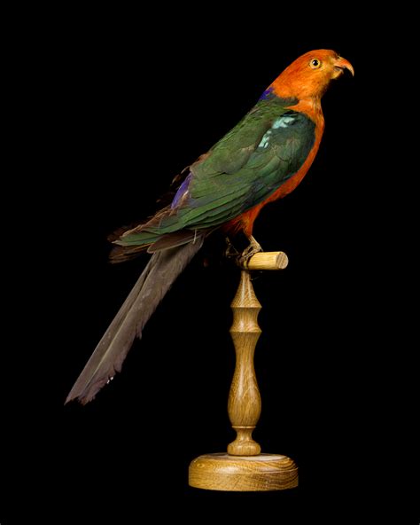 Taxidermy King Parrot