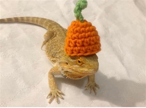 Crocheted Adult Pumpkin Bearded Dragon Costume Bearded Etsy