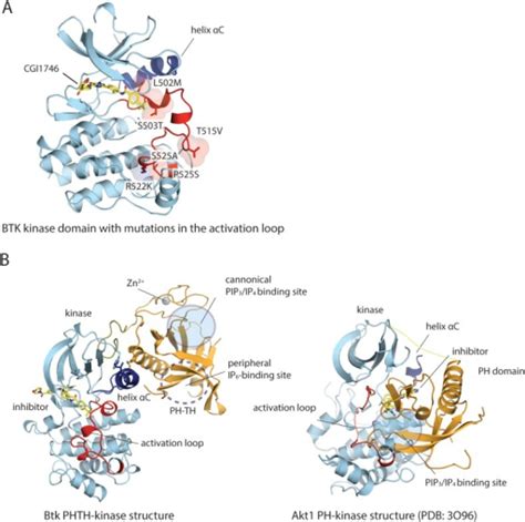 Structure Of The Kinase Domain Of Btk And Its Interacti Open I