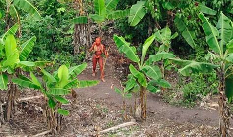 'Uncontacted' Amazon tribe a thriving community, new aerial photos show ...