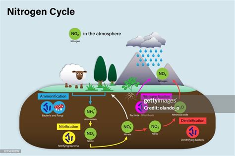 Diagram Of Nitrogen Cycle High Res Vector Graphic Getty Images