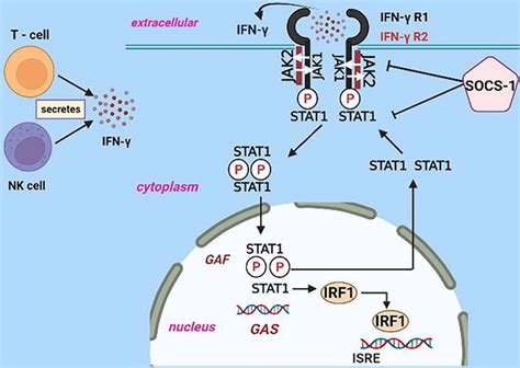 Perspective Chapter Interferon Gamma In Natural Defence And Prevention