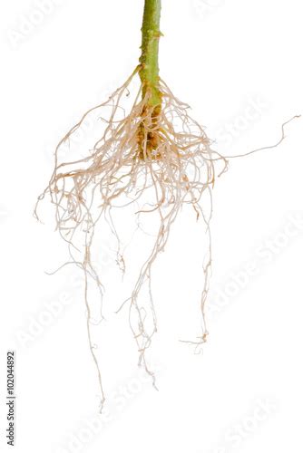 tomato plant roots is isolated on white background Stock Photo | Adobe ...