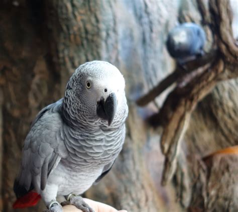 For some African grey parrots, sharing is caring