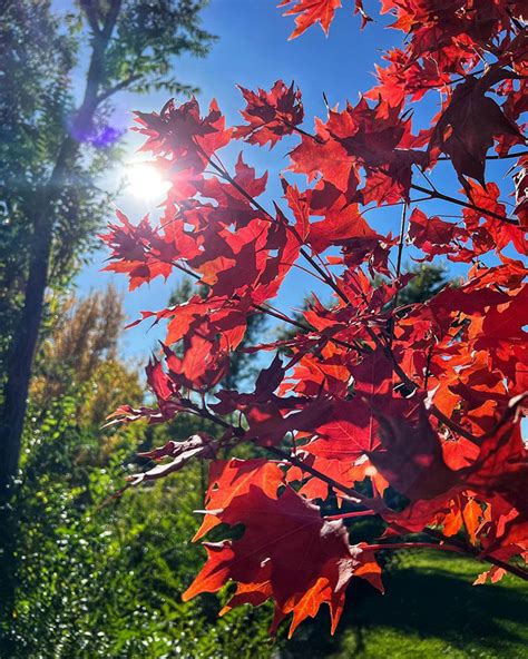 Japanese Maple Tree: Stunning Varieties and Care Tips | Bored Panda