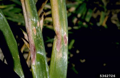 Purple Blotch Alternaria Porri