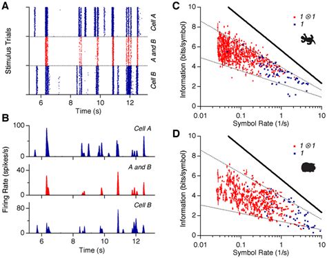 Information Carried By Single Spikes And Synchronous Spike Pairs A