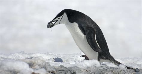 Chinstrap penguin populations have drastically fallen due to climate change