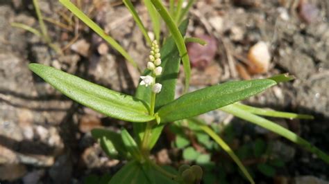 Spigelia Polystachya · Inaturalist Mexico