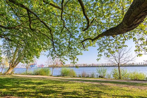 Park at the Elbe River in Hamburg Photograph by Calado Art - Pixels