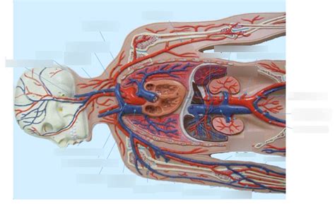 Veins Labeling Pt 1 Lab4 Diagram Quizlet