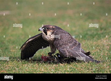 Peregrine falcon with prey Stock Photo - Alamy