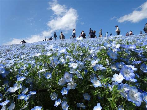 Hitachi Seaside Park - Romantic Explorers | Date Ideas and Romantic ...