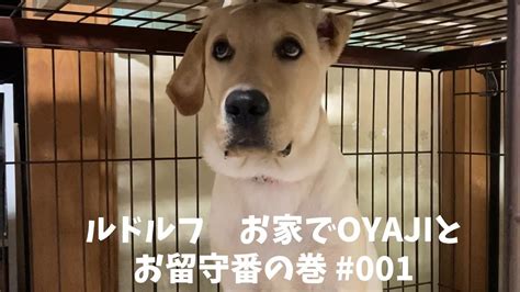 ルドルフ、お家でoyajiとお留守番 の巻 001 ラブラドールレトリバー ＃大型犬 ＃パピー Youtube