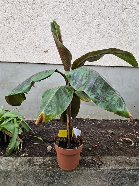 Musa Zebrina Rojo Bananenstauden Unsere Pflanzen Exotische Pflanzenwelt