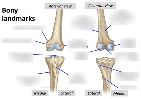 Diagram Of Knee 1 Bony Landmarks Quizlet