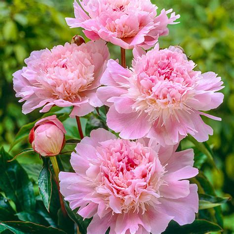 Pecher Peony Shop Peonies Brecks