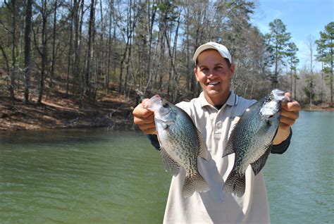 Over Next Two Weeks Lake Hartwell Crappie Fishing Should Be Fantastic