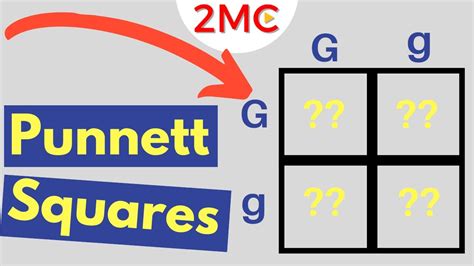 Punnett Square Basics Mendelian Genetic Crosses Youtube