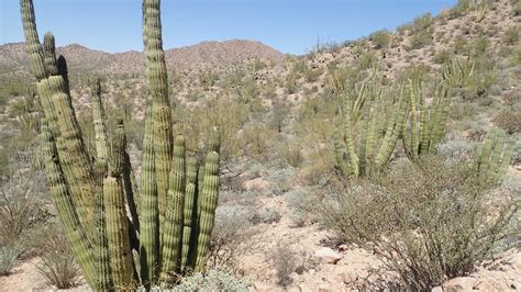 Organ Pipe Cactus National Monument National Park Units