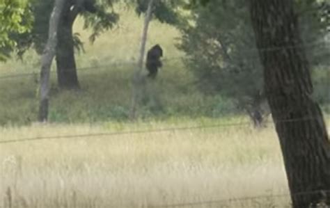 Rmso Bigfoot On Twitter Kansas Bigfoot On Video No Way Https