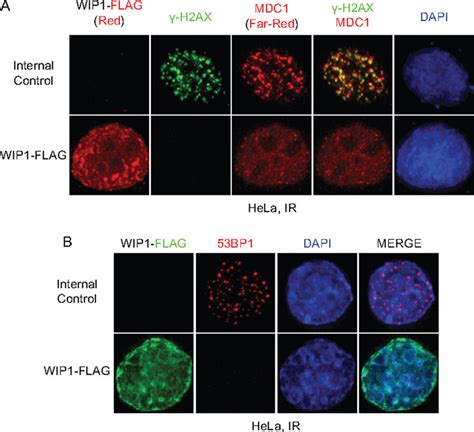 Wip Inhibits Recruitment Of Repair Complex Proteins Mdc And Bp To