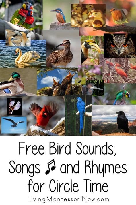 Free Bird Sounds, Songs, and Rhymes for Circle Time - Living Montessori Now