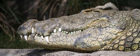 Zambezi River Crocodiles
