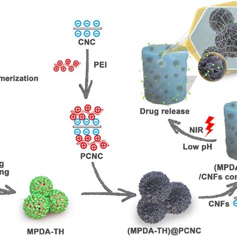 Schematic Illustration Of The Fabrication Process And Drug Release