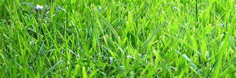 Florida Grass Types & Identification - Florida-Lawn.com