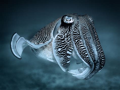 Reef Cuttlefish - Sepia latimanus | Beautiful sea creatures, Deep sea ...