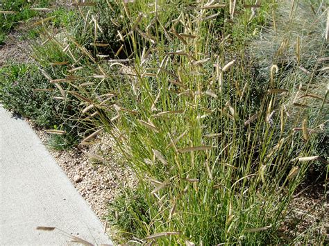 Lovegrass Farm Bouteloua Gracilis Blue Grama Ornamental Grass