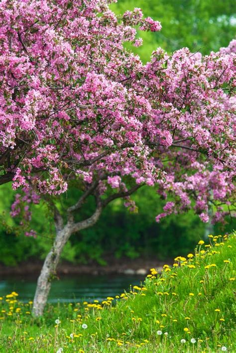 11 Best Pink Flowering Trees For Your Yard