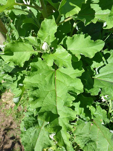 Photographs of Heracleum Sphondylium, UK Wildflowers; Wavy-edged leaves