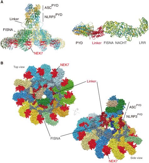 Model Of Asc Pyd Nlrp Nek Oligomer A The Structure On The Left