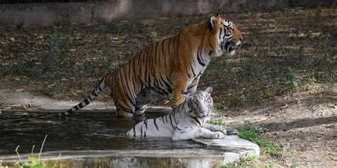 Manas National Park In Assam Sees 3 Fold Rise In Tiger Population Due