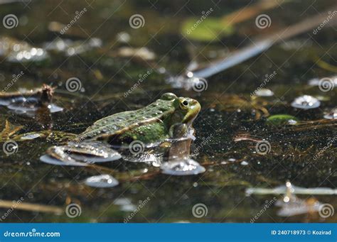 Green Frog Mating In The Wetlands Spring And Reproduction Of