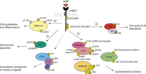 MET HGF Signal Transduction Pathways In SCLC A Schematic Diagram To