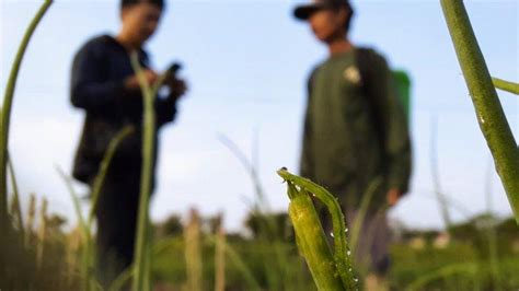 Petani Di Gunungkidul Lakukan Berbagai Cara Basmi Hama Bawang Merah