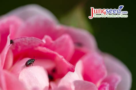 Rose Pests Identification And Solutions Jung Seeds Gardening Blog