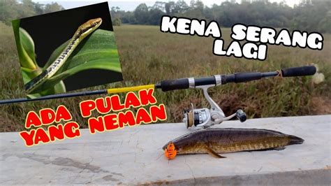 Snakehead Serangan Haruan Sekali Lagi VLog YouTube