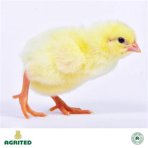 Buy Vertex Broiler Commercial Day Old Arbor Acres Plus Online In