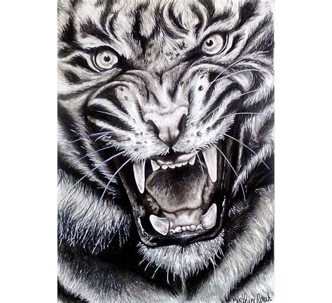 Realiste Dessin Tigre Facile