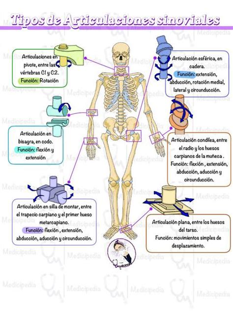 Tipos De Articulaciones Sinoviales Medicipedia Udocz