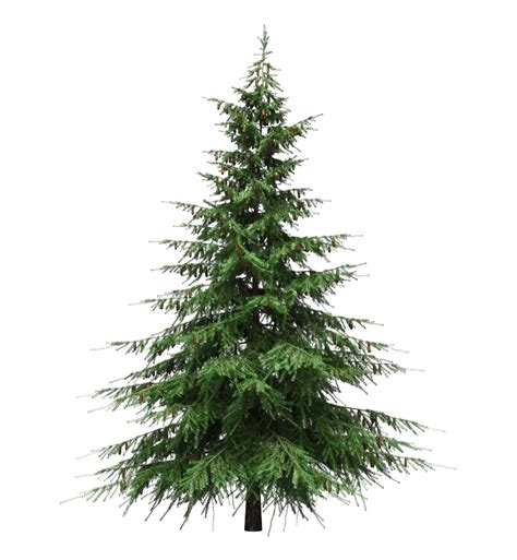 Christmas Pine Tree Png Photos Png Mart