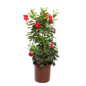 Planta Natural Mandevilla Pote23 Velling Leroy Merlin