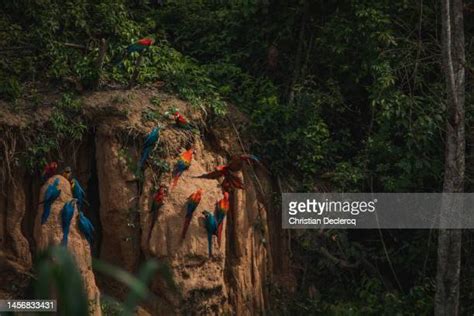 155 Tambopata Park Stock Photos, High-Res Pictures, and Images - Getty ...