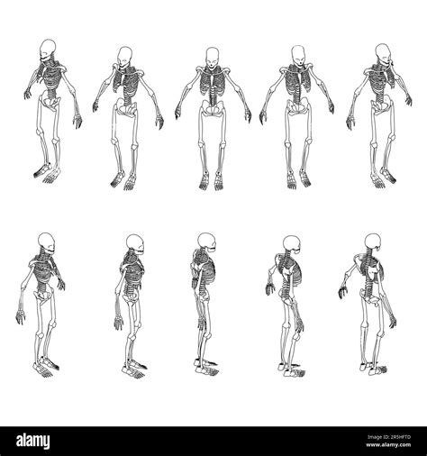 Conjunto Con Contornos De Un Esqueleto Humano De L Neas Negras Aisladas